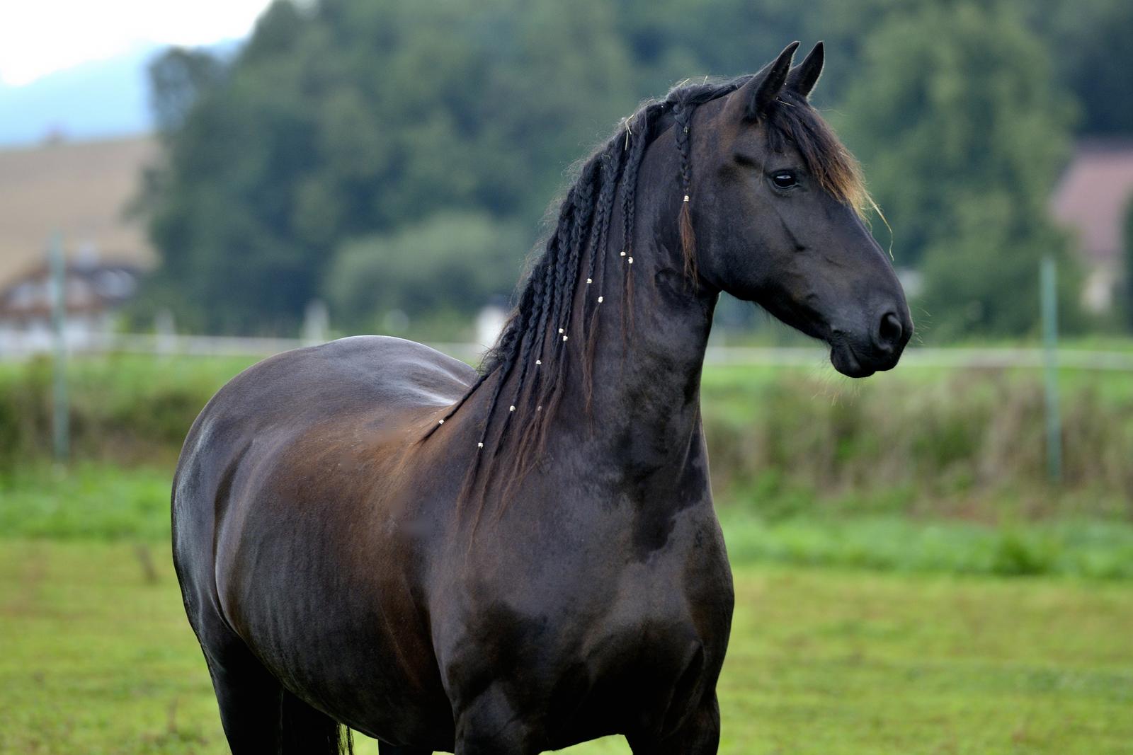 jizdarnahejtmankovice - Fríští koně