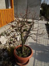 aj táto krasavica sa konečne zobúdza