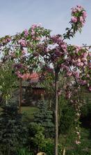 naša sakura