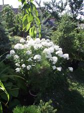 flox