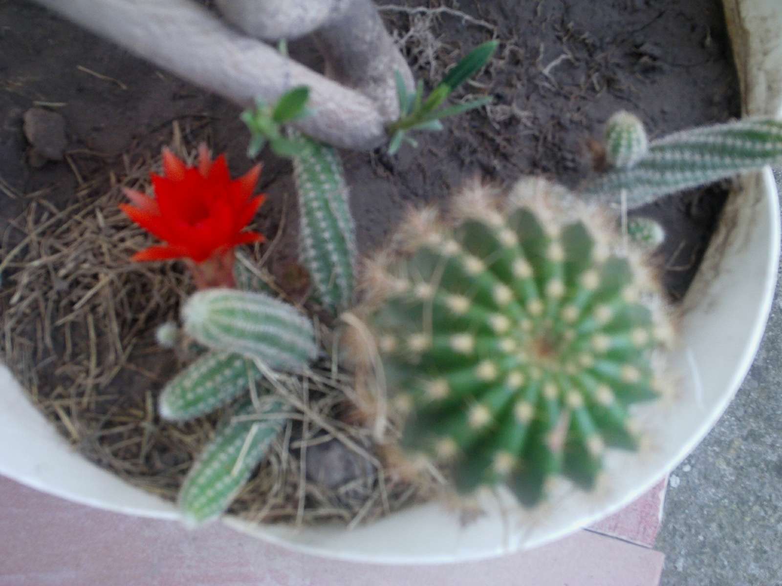 Kaktusy - Obrázok č. 3