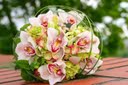 mozno orchidey