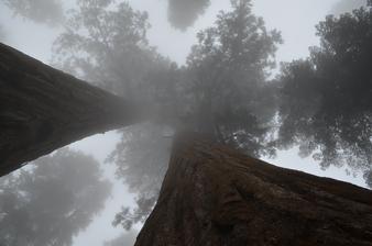 Sequoia park