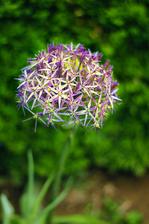 allium