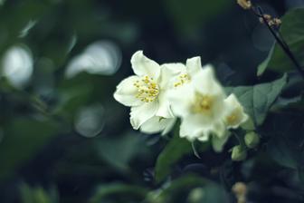 Philadelphus a tá vôňa :)))))