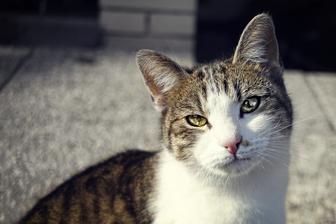 Andrea - strážca záhrady od nebezpečných drozdov a sýkoriek....