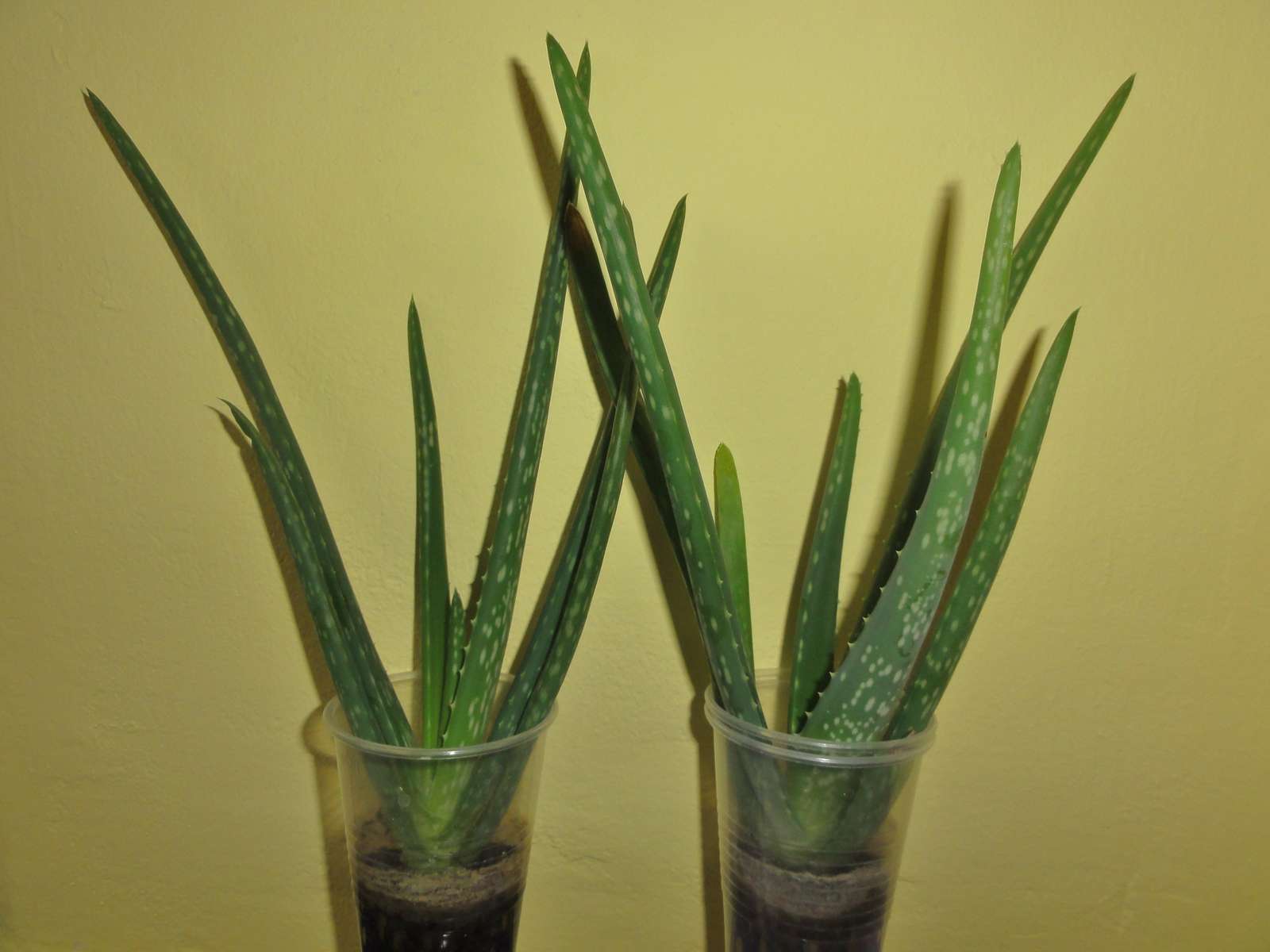 Aloe cca 2 ročne - Obrázok č. 2