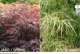 Acer palmatum RED PYGMY