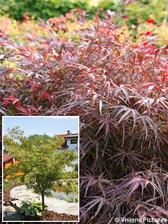 Acer palmatum RED PYGMY
