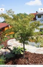 Acer palmatum RED PYGMY
