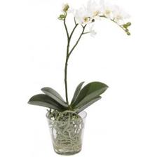 Katka - Umělá orchidej s listy do květináče o prumeru cca 12cm nahore a dole cca 9cm