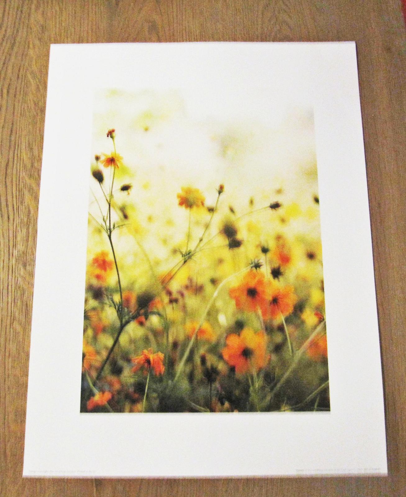 Print tulipány, print Lúčne kvety, print Lúka - 40 cm x 30 cm - Obrázok č. 3