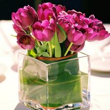 ..ak by to mali byt tulipky;-)