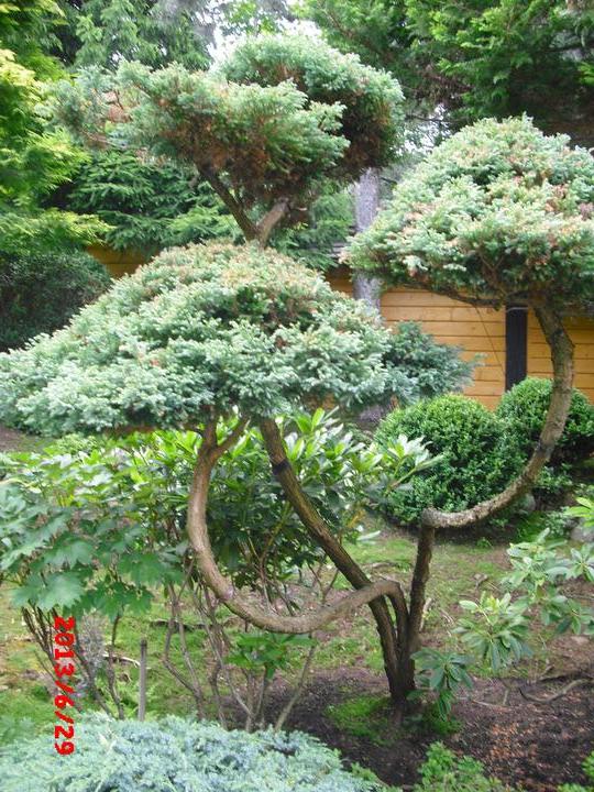 Japonská zahrada - tak i já jsem podlehla jejímu kouzlu - Obrázek č. 11