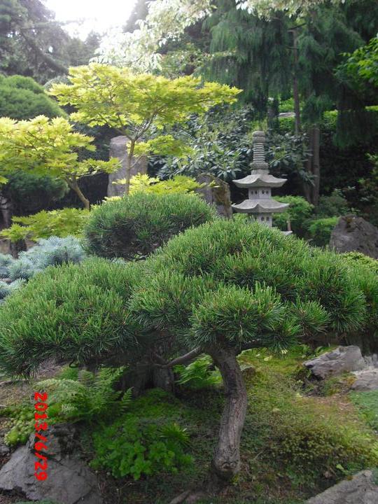Japonská zahrada - tak i já jsem podlehla jejímu kouzlu - Obrázek č. 17
