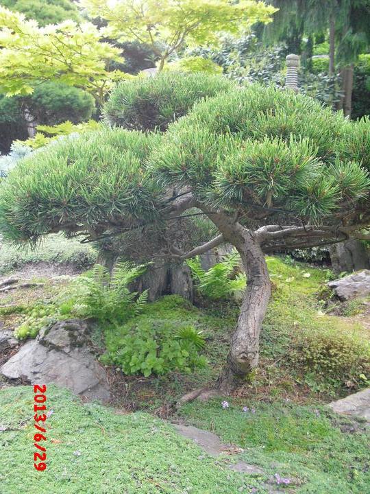 Japonská zahrada - tak i já jsem podlehla jejímu kouzlu - Obrázek č. 20