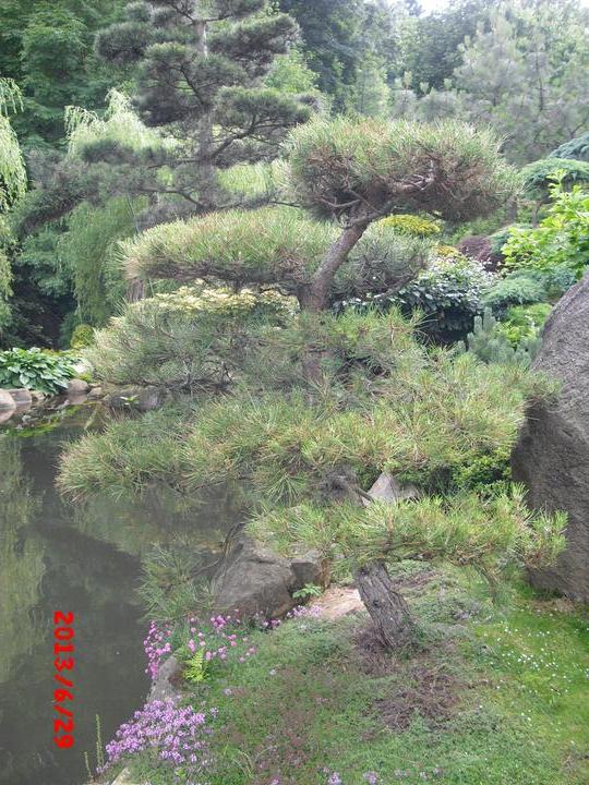 Japonská zahrada - tak i já jsem podlehla jejímu kouzlu - Obrázek č. 45