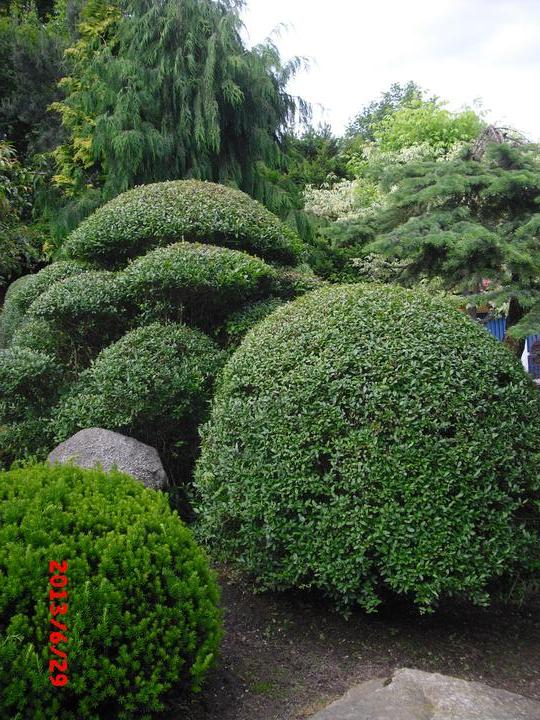 Japonská zahrada - tak i já jsem podlehla jejímu kouzlu - Obrázek č. 46