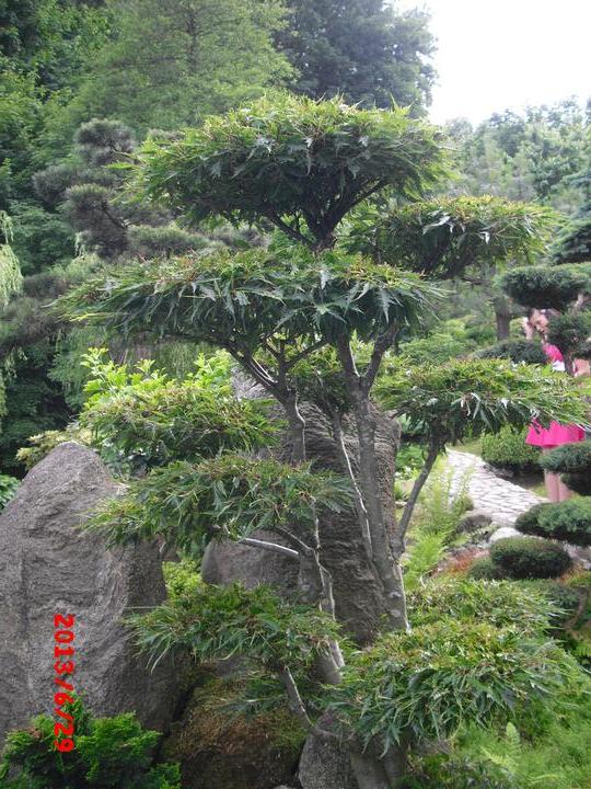 Japonská zahrada - tak i já jsem podlehla jejímu kouzlu - Obrázek č. 48