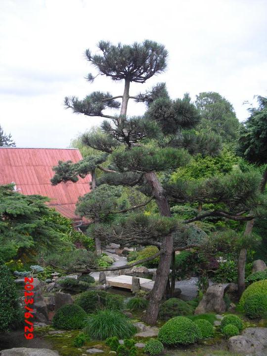 Japonská zahrada - tak i já jsem podlehla jejímu kouzlu - Obrázek č. 49