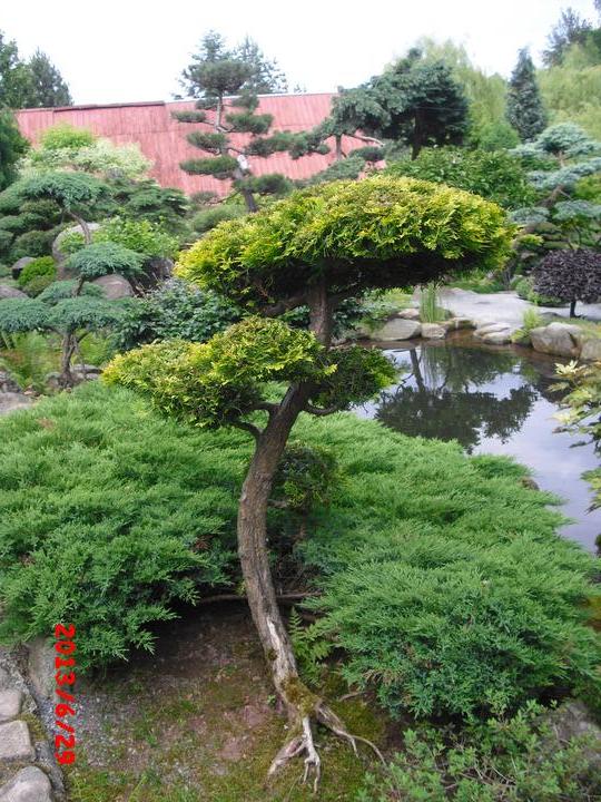 Japonská zahrada - tak i já jsem podlehla jejímu kouzlu - Obrázek č. 65
