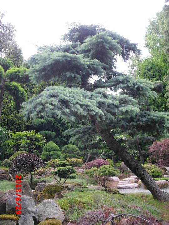Japonská zahrada - tak i já jsem podlehla jejímu kouzlu - Obrázek č. 68