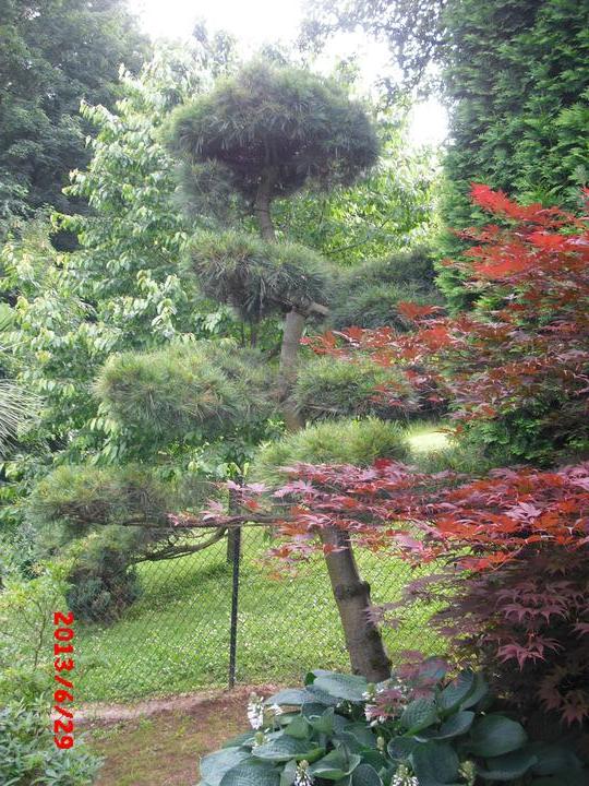 Japonská zahrada - tak i já jsem podlehla jejímu kouzlu - Obrázek č. 72