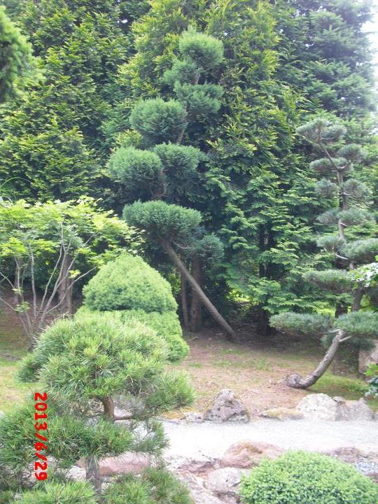 Japonská zahrada - tak i já jsem podlehla jejímu kouzlu - Obrázek č. 78