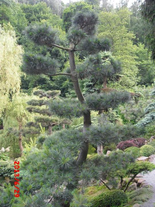 Japonská zahrada - tak i já jsem podlehla jejímu kouzlu - Obrázek č. 86