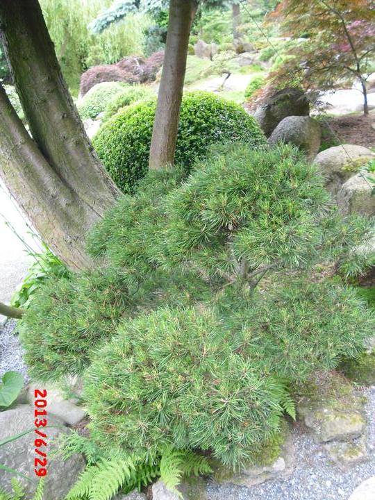 Japonská zahrada - tak i já jsem podlehla jejímu kouzlu - Obrázek č. 91