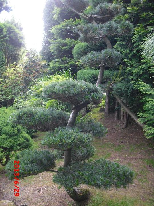 Japonská zahrada - tak i já jsem podlehla jejímu kouzlu - Obrázek č. 95