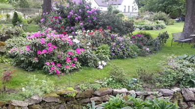 Rododendrony naposled.