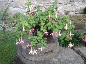 Fuchsie.