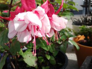 Fuchsie.