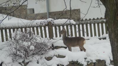 V létě mi oberou vše,v zimě i stonky bergenií.Ale vkus mají,nejvíc se jim zamlouvají poupata růží a když nejsou,ani jejich listy nepohrdnou.