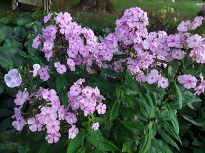 Flox.