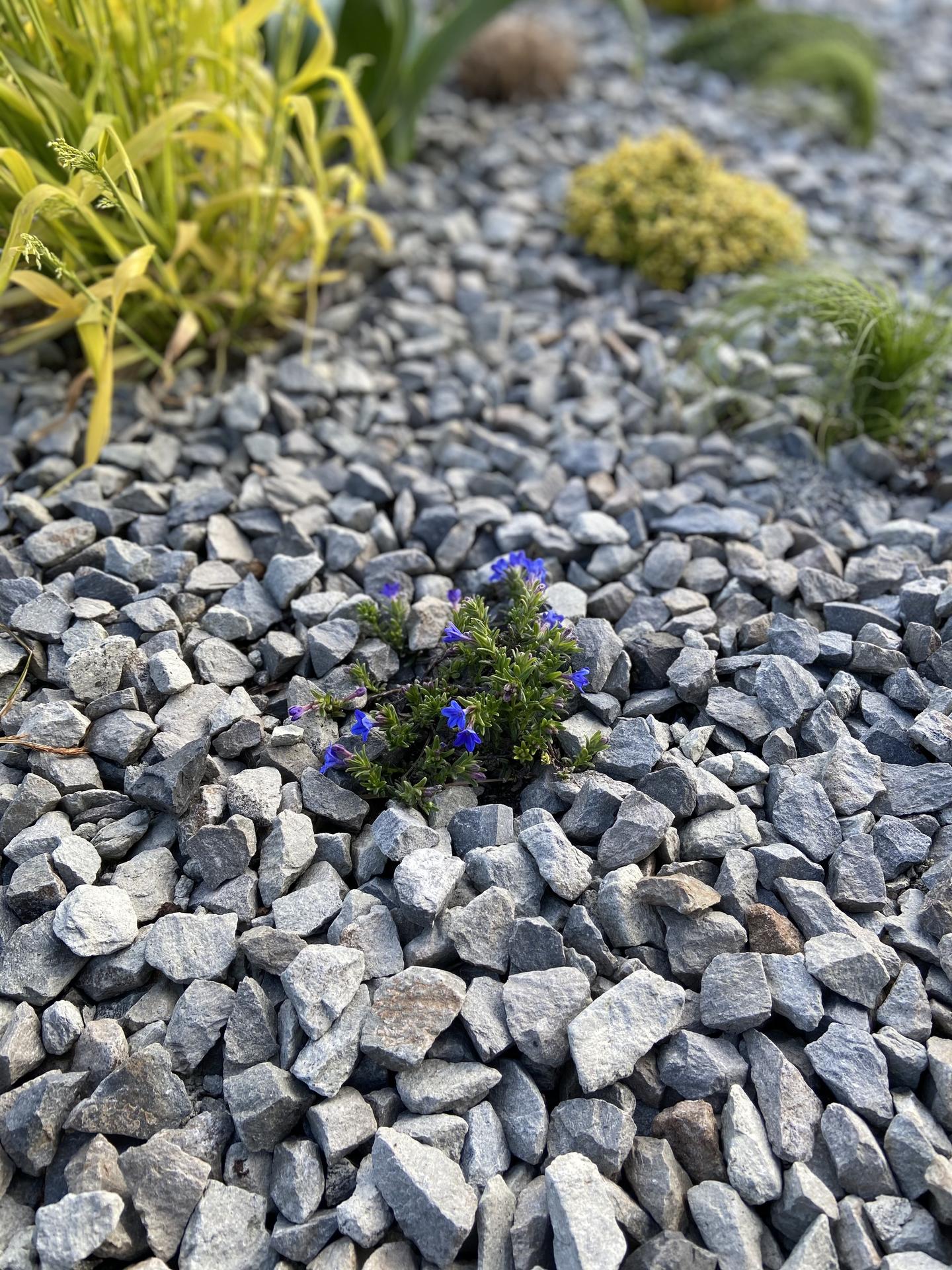 Pergola + zimní zahrada + zahrada - kamejka modronachová