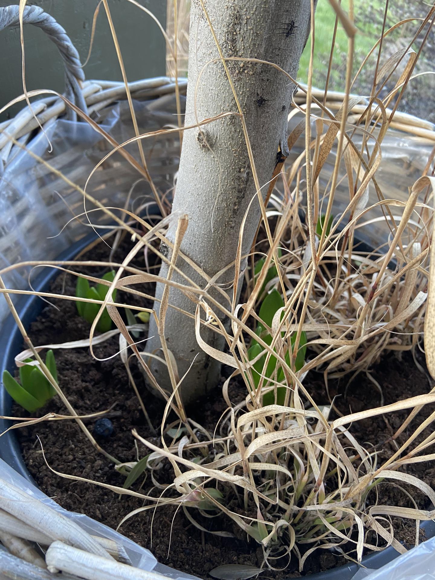 Domov 2023 - Hyacinty zasazené s olivníkem už vylézají