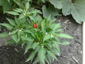 chilli papricky
