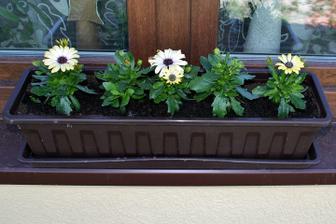 Osteospurmum