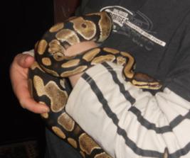 python regius neboli krajta královská-Evička :)