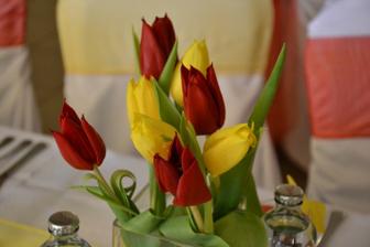 tulipány