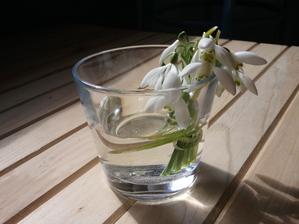 Tulipany sa uz tlacia a aj snezienky sa predrali cez tu vrstvu stavebneho odpadu :-)
