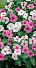 vinca (letnička)