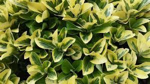 euonymus