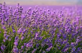 levandula