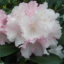 Rododendron