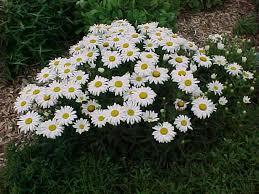 TOTO CHCEM - margareta biela