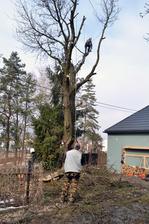 Pôvodne sme chceli len obrezať a zviazať ale zistilo sa že strom je bútlavý a vnútri je vyše 1,20 m hlboká diera, takže stabilita stromu je otázna a môže sa kedykoľvek zlomiť