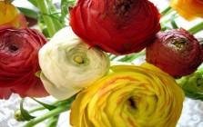 ranunculus - pryskyřník